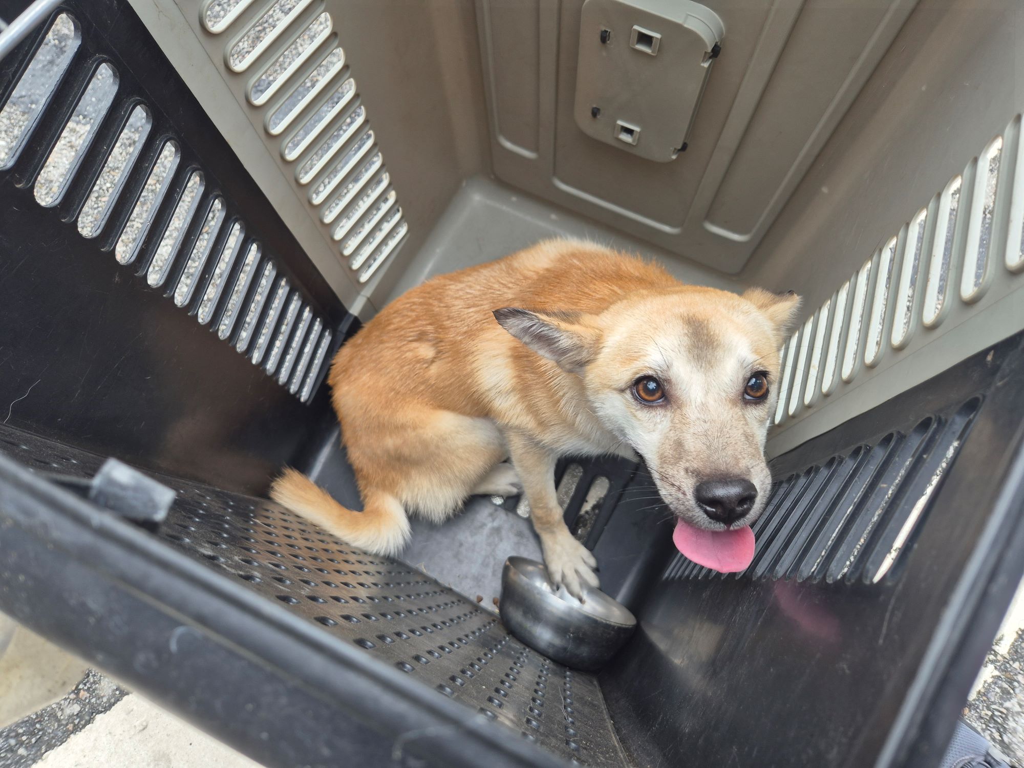 보호중 믹스견의 가…